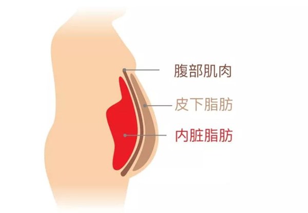 内脏脂肪.jpg 内脏脂肪.jpg